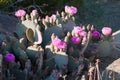 Blooming Beavertail red wild desert cacti Royalty Free Stock Photo