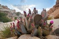 Blooming Beavertail red wild desert cacti Royalty Free Stock Photo