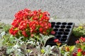 blooming begonia in boxes prepared for planting