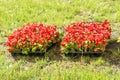 blooming begonia in boxes prepared for planting