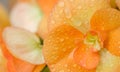 blooming begonia flower with water drops on the petals close-up
