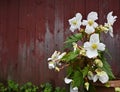 blooming begonia in a pot against the background of the red wall of a wooden traditional barn