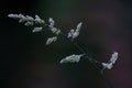 Blooming bentgrass, herbs in the meadow, close-up Royalty Free Stock Photo