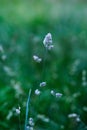 Blooming bentgrass, herbs in the meadow, close-up Royalty Free Stock Photo