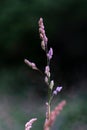 Blooming bentgrass, herbs in the meadow, close-up Royalty Free Stock Photo