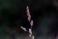 Blooming bentgrass, herbs in the meadow, close-up Royalty Free Stock Photo