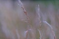 Blooming bentgrass, herbs in the meadow, close-up Royalty Free Stock Photo