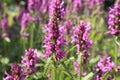 Blooming Betonica officinalis. Medicinal plants, herbs in the garden.