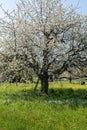 Blooming big cherry tree in green meadow with mayflower in springtime Royalty Free Stock Photo