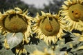 Blooming big sunflowers Helianthus annuus plants on field in summer time. Flowering bright yellow sunflowers background Royalty Free Stock Photo