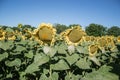 Blooming big sunflowers Helianthus annuus plants on field in summer time. Flowering bright yellow sunflowers background Royalty Free Stock Photo