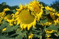 Blooming big sunflowers Helianthus annuus plants on field in summer time. Flowering bright yellow sunflowers background Royalty Free Stock Photo