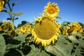 Blooming big sunflowers Helianthus annuus plants on field in summer time. Flowering bright yellow sunflowers background