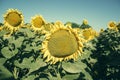 Blooming big sunflowers Helianthus annuus plants on field in summer time. Flowering bright yellow sunflowers background