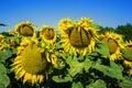 Blooming big sunflowers Helianthus annuus plants on field in summer time. Flowering bright yellow sunflowers background