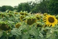 Blooming big sunflowers Helianthus annuus plants on field in summer time. Flowering bright yellow sunflowers background Royalty Free Stock Photo