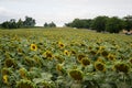 Blooming big sunflowers Helianthus annuus plants on field in summer time. Flowering bright yellow sunflowers background Royalty Free Stock Photo