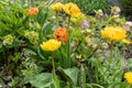 Blooming big yellow and orange tulips with open blossom and christmas rose in natural garden