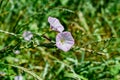 Blooming bindweed bine with buds on green blurred grass background. Weed with beautiful white-pink flowers on a sunny summer day, Royalty Free Stock Photo