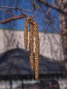 Blooming birch branch outdoors Royalty Free Stock Photo