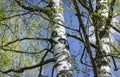 Blooming birch on a sunny spring day. Young bright green leaves on birch branches close-up. White birch trunk in the spotlight Royalty Free Stock Photo