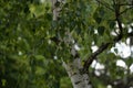 Blooming Birch tree in a sunny spring day. Young bright green leaves on birch tree branches close-up Royalty Free Stock Photo