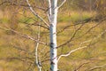 Blooming Birch tree in a sunny spring day. Young bright green leaves on birch tree branches close-up. White birch trunk in focus Royalty Free Stock Photo