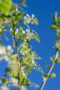 Blooming bird cherry branches against the blue sky. Beautiful nature scene with blooming trees and sun flare. Beautiful