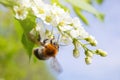 Blooming bird cherry close-up. Bumblebee flies near the flowers. Detailed macro photo. Beautiful white flowers. Royalty Free Stock Photo