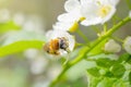 Blooming bird cherry close-up. Detailed macro photo. Beautiful white flowers. Royalty Free Stock Photo