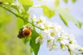 Blooming bird cherry close-up. Bumblebee flies near the flowers. Detailed macro photo. Beautiful white flowers. Royalty Free Stock Photo