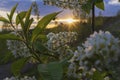 Blooming bird cherry at sunset Royalty Free Stock Photo