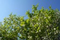 Blooming bird-cherry tree against clear blue sky. Beautiful white flowers and green leaves in spring day Royalty Free Stock Photo