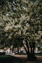 Blooming bird cherry tree in the city park on a spring day Royalty Free Stock Photo