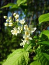 White bird cherry tree flower on tree branch, Lithuania Royalty Free Stock Photo
