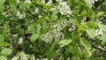 Intoxicating aroma of flowering bird cherry