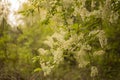 Branch with blooming cherry, pink flowers on the bush, spring in the parkblooming bird-cherry tree, white flowers Royalty Free Stock Photo