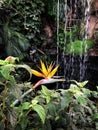 Blooming Bird of Paradise flower in romantic waterfall landscape