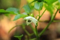 Blooming birds eye chilli or Kanthari Mulaku plant