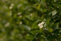 Blooming Black Chokeberry, Aronia melanocarpa