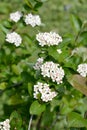 Blooming black chokeberry Aronia melanocarpa Michx. Elliott