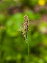 Blooming Black or common sedge, Carex nigra, close-up with bokeh background, selective focus, shallow DOF