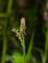 Blooming Black or common sedge, Carex nigra, close-up with bokeh background, selective focus, shallow DOF