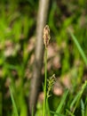 Blooming Black or common sedge, Carex nigra, close-up with bokeh background, selective focus, shallow DOF