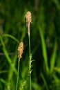 Blooming Black or common sedge, Carex nigra, close-up with bokeh background, selective focus, shallow DOF