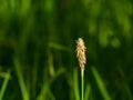 Blooming Black or common sedge, Carex nigra, close-up with bokeh background, selective focus, shallow DOF