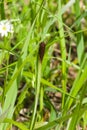 Blooming Black or common sedge, Carex nigra, close-up with bokeh background, selective focus, shallow DOF