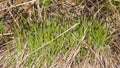 Blooming Black or common sedge, Carex nigra, close-up with bokeh background, selective focus, shallow DOF