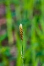 Blooming Black or common sedge, Carex nigra, close-up with bokeh background, selective focus, shallow DOF