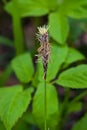 Blooming Black or common sedge, Carex nigra, close-up with bokeh background, selective focus, shallow DOF